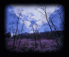 �M�������[�g�b�v�̎ʐ^